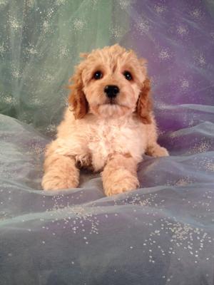 cockapoo puppy for sale #1 DOB 10-21-13